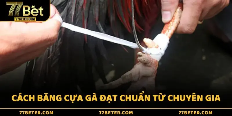 Cách băng cựa gà đạt chuẩn từ chuyên gia