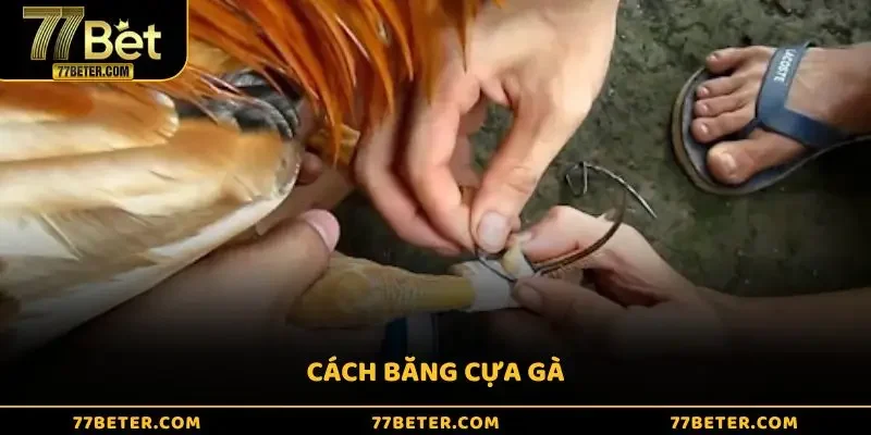Cách Băng Cựa Gà - Kinh Nghiệm Độc Quyền Từ Các Sư Kê