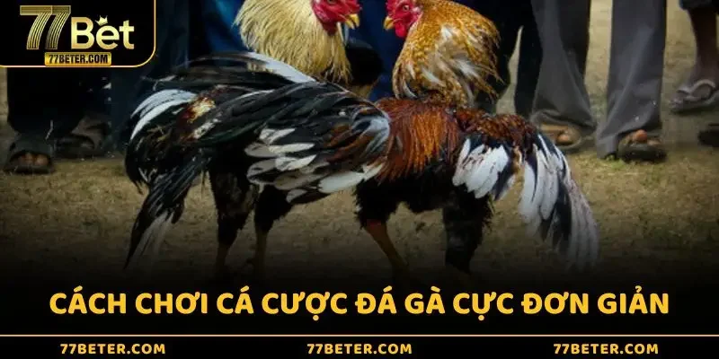 Cách chơi cá cược đá gà cực đơn giản