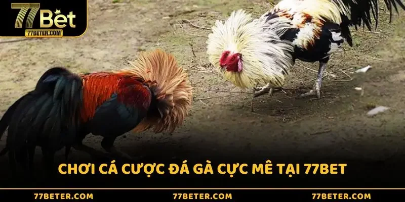 Chơi cá cược đá gà cực mê tại 77bet
