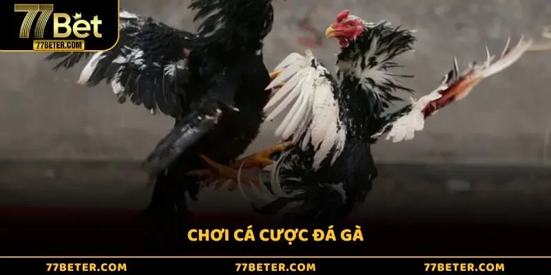 Chơi Cá Cược Đá Gà - Điểm Đến Cho Tầng Lớp Quý Tộc