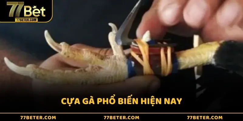Cựa gà phổ biến hiện nay