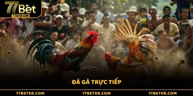 Đá Gà Trực Tiếp Tại Nhà Cái 77BET