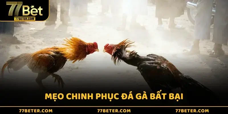 Mẹo chinh phục đá gà bất bại