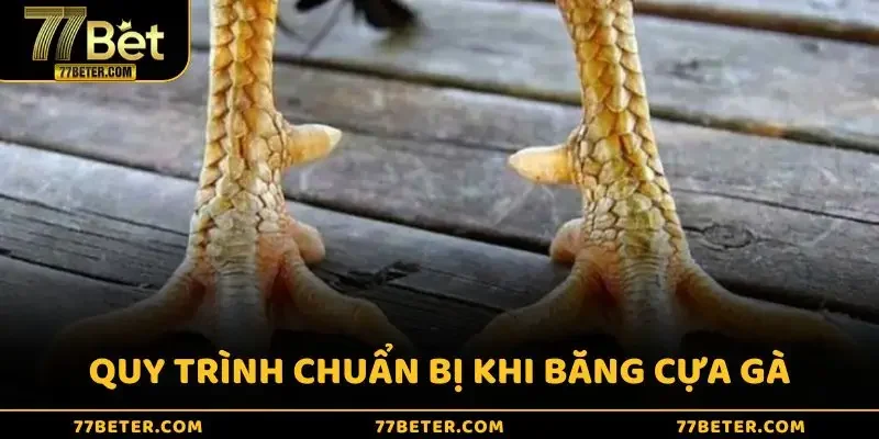 Quy trình chuẩn bị khi băng cựa gà