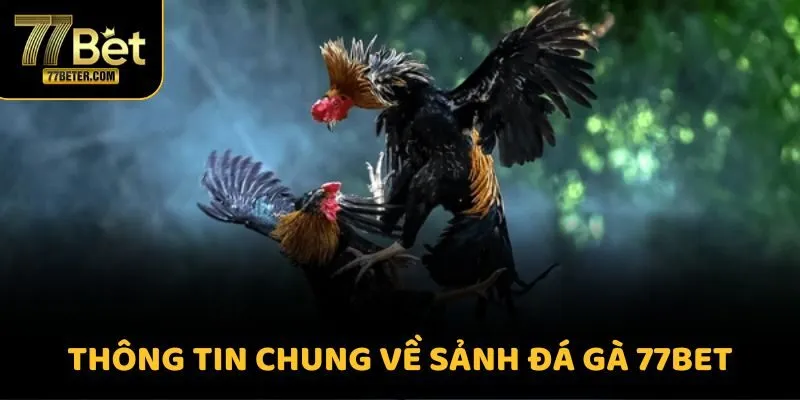 Thông tin chung về sảnh đá gà 77BET